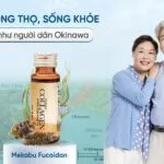 Tại sao người Okinawa sống lâu nhất thế giới? Bí mật nằm ở Fucoidan!